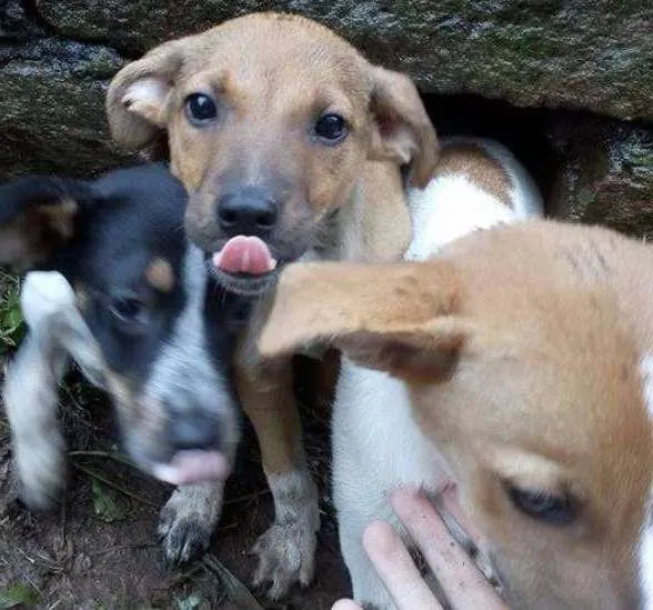 Cachorro ra a Vira-lata idade 2 a 6 meses nome Sem Nome