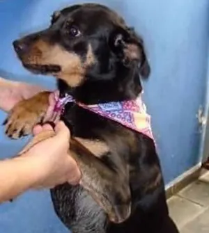 Cachorro raça SRD idade 1 ano nome Serena