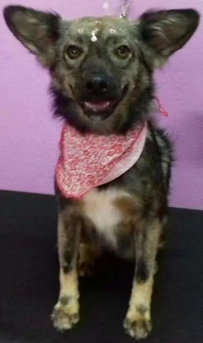 Cachorro ra a SRD idade 3 anos nome Rapozinha
