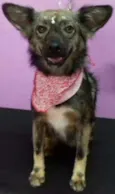 Rapozinha