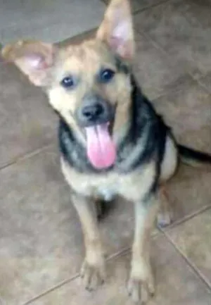 Cachorro raça mix pastor alemão idade 2 anos nome Paçoca