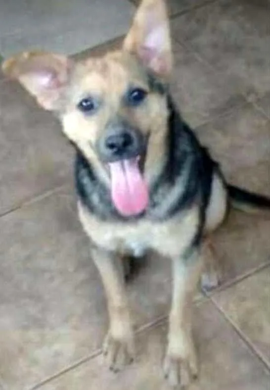 Cachorro ra a mix pastor alemão idade 2 anos nome Paçoca