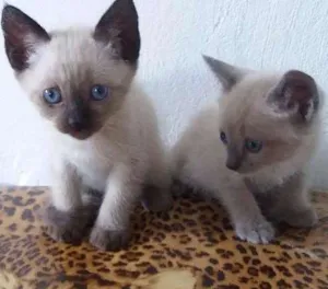 Gato raça Siamês idade Abaixo de 2 meses nome Sem nome