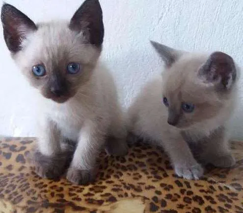 Gato ra a Siamês idade Abaixo de 2 meses nome Sem nome