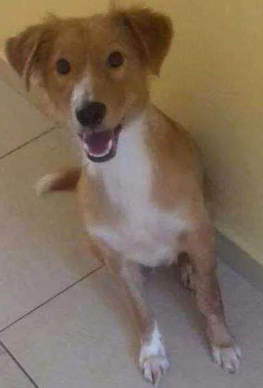 Cachorro raça SRD idade 1 ano nome John