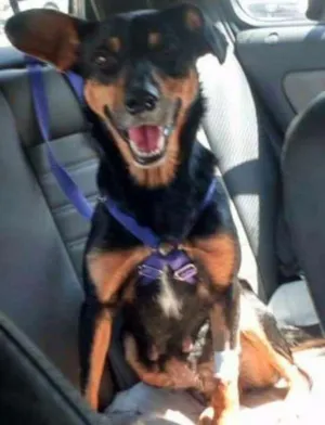 Cachorro raça SRD idade 3 anos nome Hanna