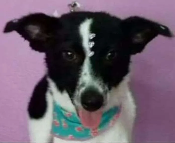 Cachorro ra a SRD idade 7 a 11 meses nome Filhotes (8kg)
