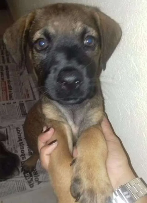 Cachorro ra a SRD idade Abaixo de 2 meses nome Filhotes