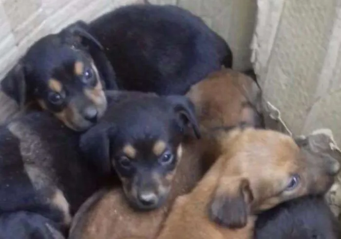 Cachorro ra a SRD idade Abaixo de 2 meses nome Filhotes