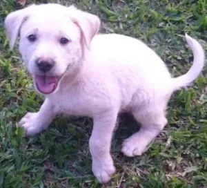 Cachorro raça SRD idade 2 a 6 meses nome Teddy