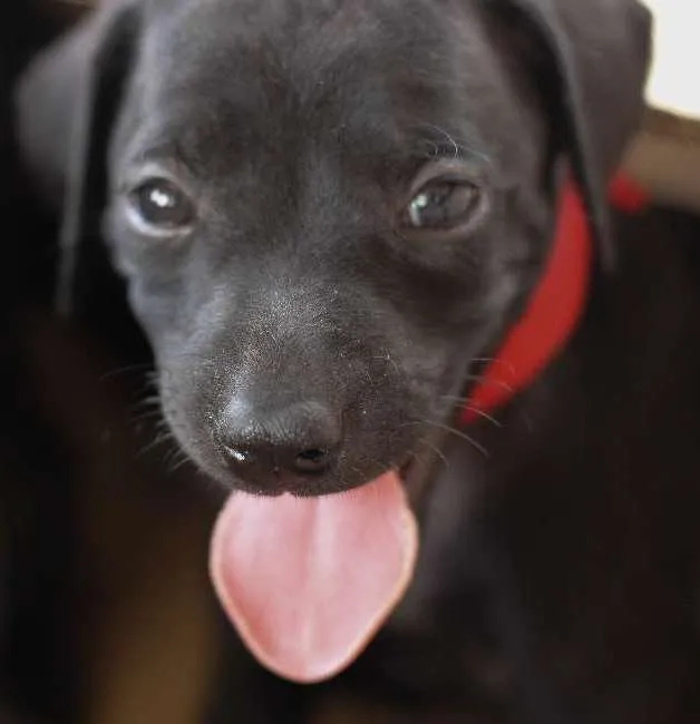 Cachorro ra a SRD idade Abaixo de 2 meses nome Filhotes