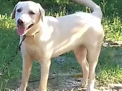Cachorro raça Labrador idade 7 a 11 meses nome Ziva