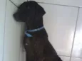 Pretinha