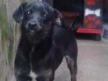 Cachorro ra a Indefinida idade 7 a 11 meses nome Pongo