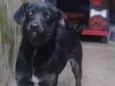 Pongo