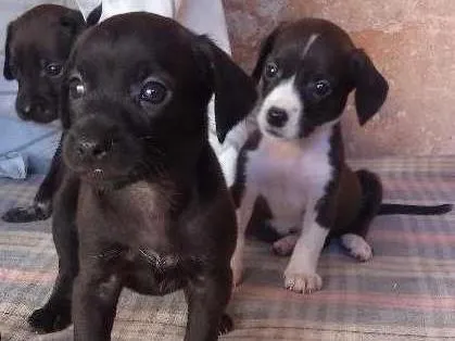 Cachorro ra a Salsichão  idade Abaixo de 2 meses nome rajad, maiana , mary