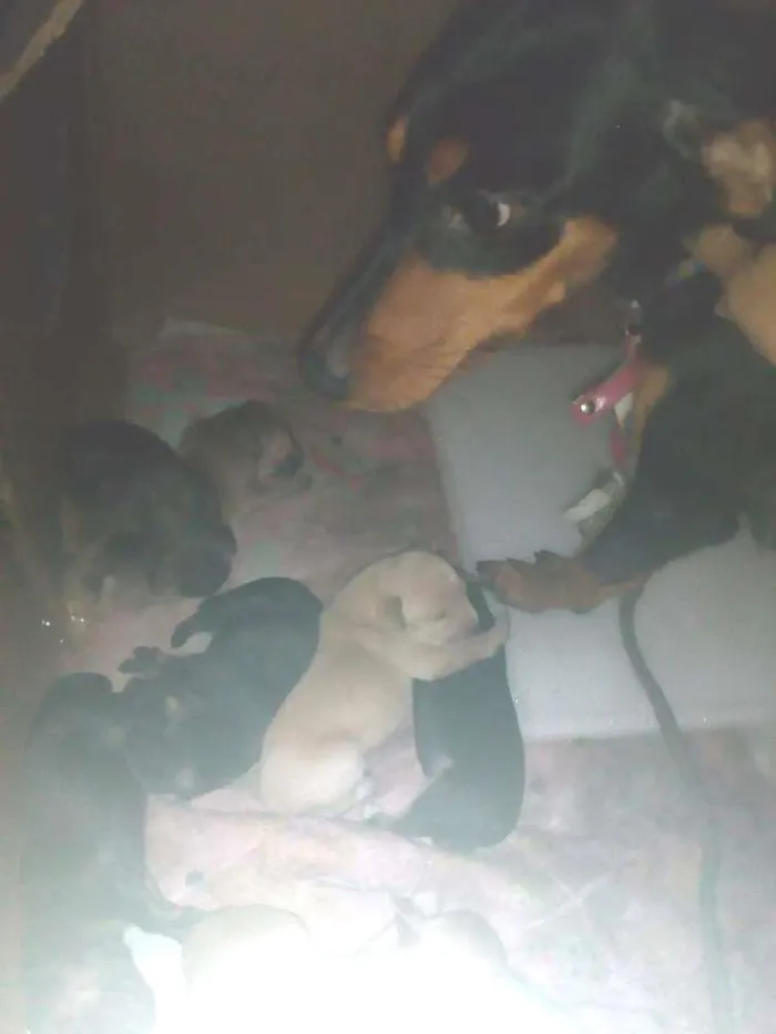 Cachorro raça  idade 4 anos nome Jully