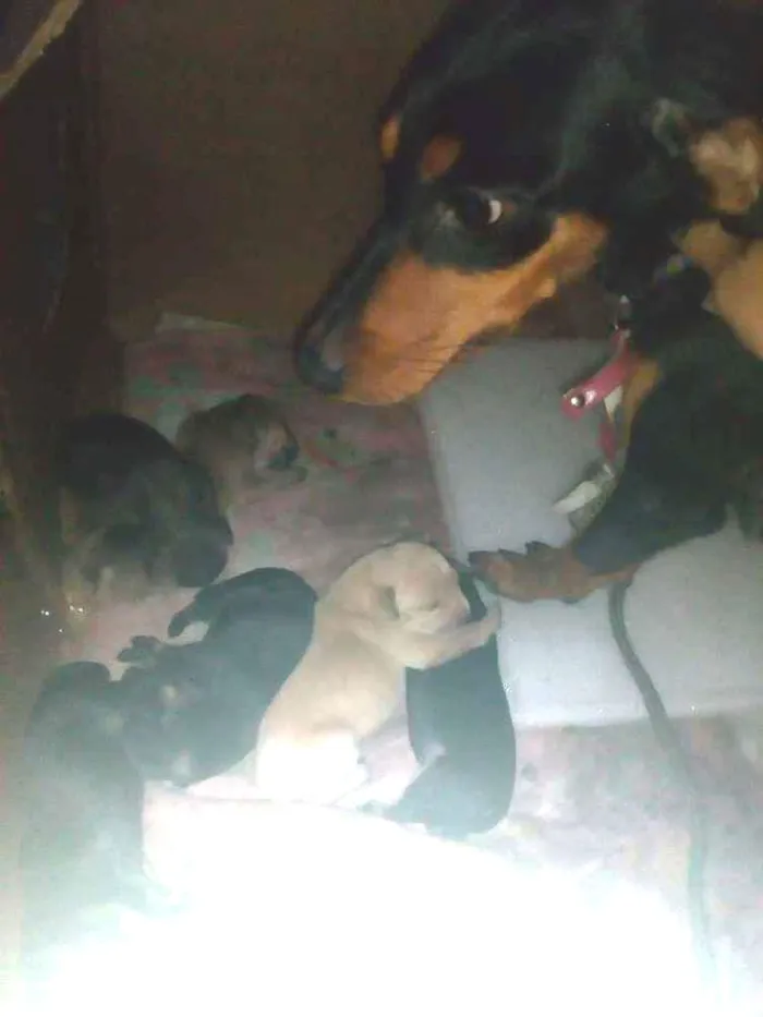 Cachorro raça  idade 4 anos nome Jully