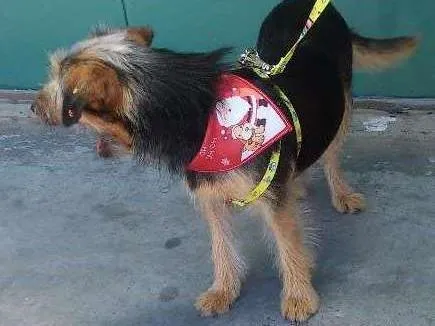 Cachorro ra a Sem raça definida idade 7 a 11 meses nome Chayene