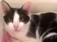 Lua