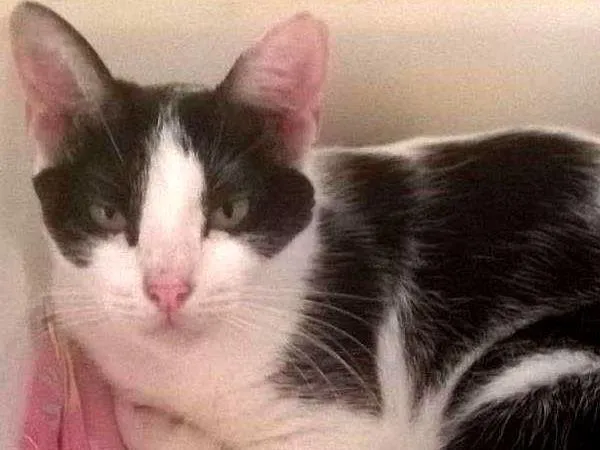 Gato ra a SRD idade 3 anos nome Lua