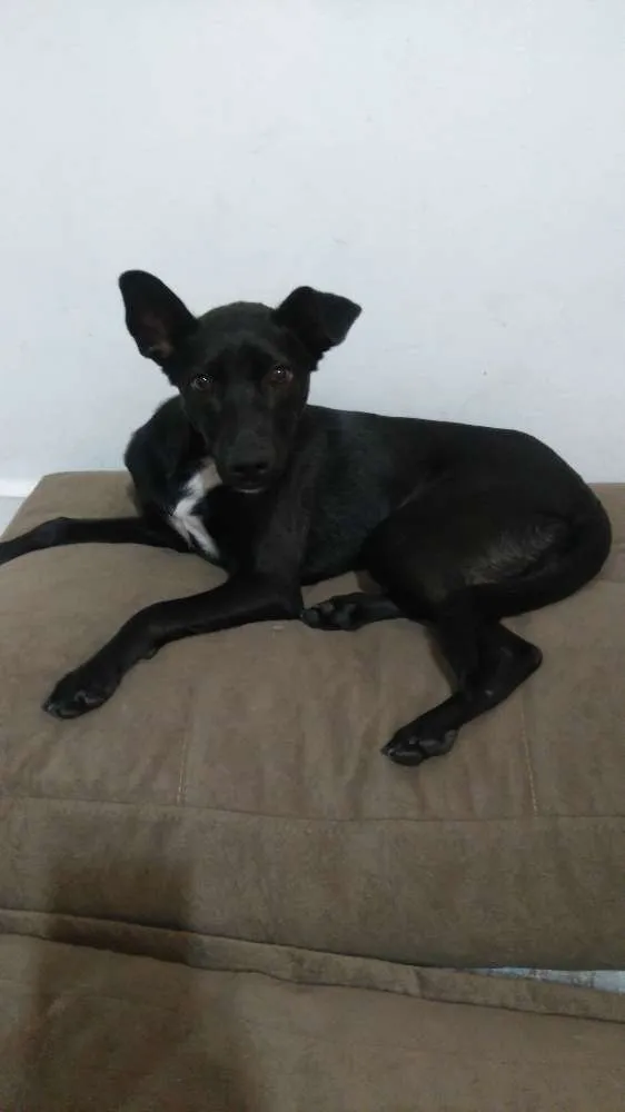 Cachorro ra a srd  idade 7 a 11 meses nome Magali 