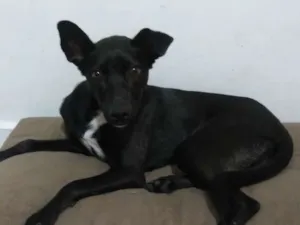 Cachorro raça srd  idade 7 a 11 meses nome Magali 