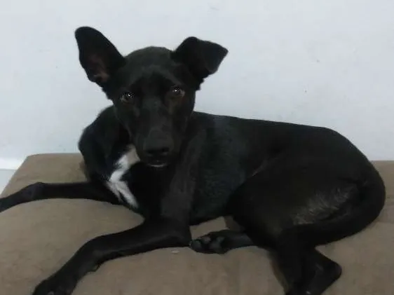 Cachorro ra a srd  idade 7 a 11 meses nome Magali 