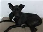 Cachorro raça srd  idade 7 a 11 meses nome Magali 