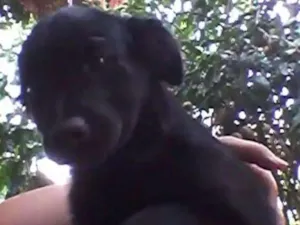 Cachorro raça Srd idade 2 a 6 meses nome Ursinha