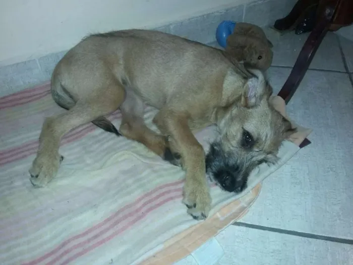 Cachorro ra a Vira lata idade 2 a 6 meses nome Nina