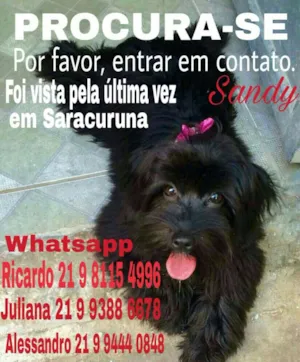 Cachorro raça Lhasa  idade 1 ano nome Sandy
