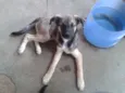 Branquinha
