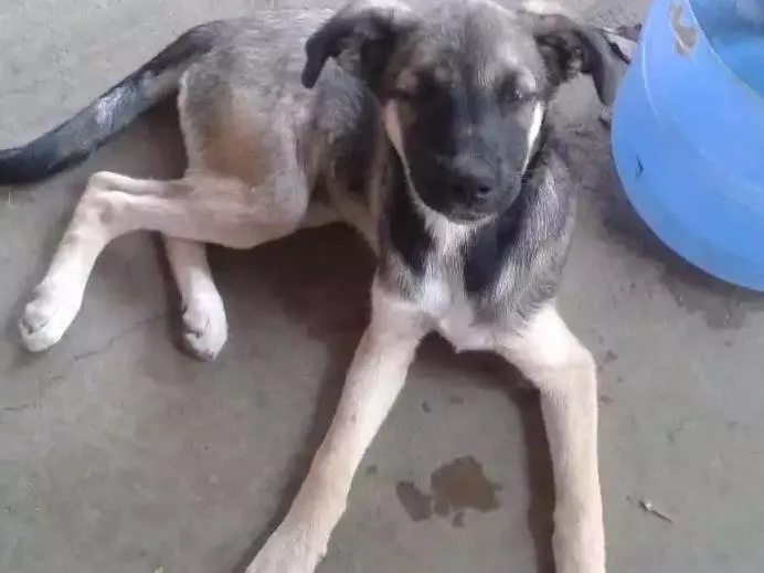 Cachorro ra a Srd idade 2 a 6 meses nome Branquinha