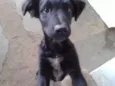 Bolinha