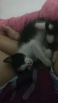 Lindauro