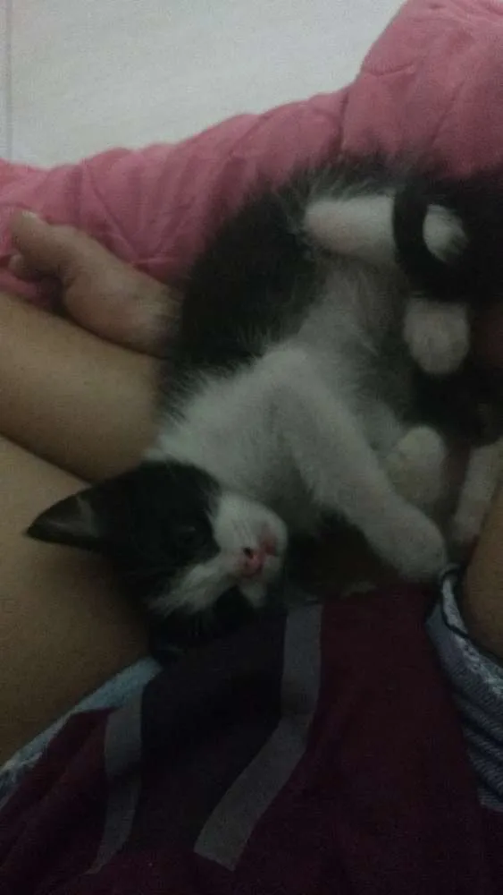 Gato raça  idade 2 a 6 meses nome Lindauro