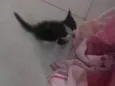 Lindauro