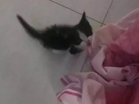 Gato raça  idade 2 a 6 meses nome Lindauro
