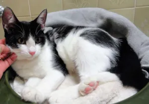 Gato raça SRD idade 2 a 6 meses nome Catherine