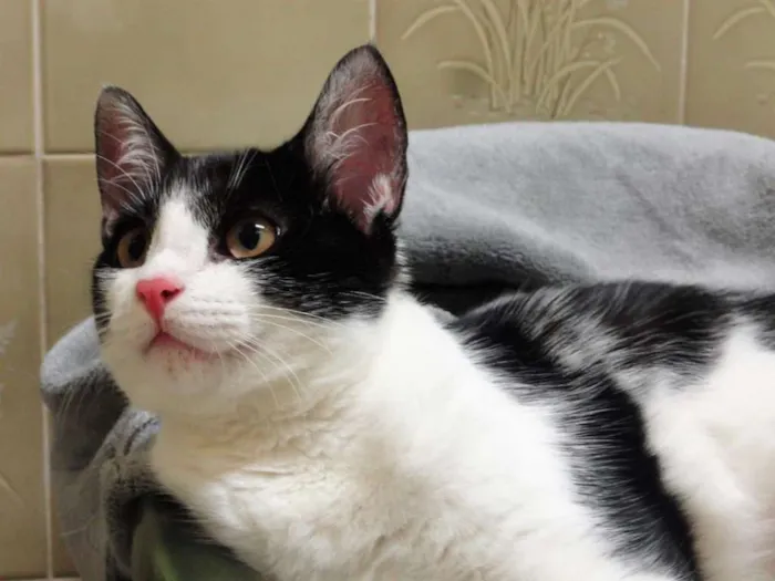 Gato ra a SRD idade 2 a 6 meses nome Catherine