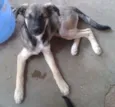 Branquinha
