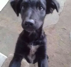 Cachorro raça Srd idade 2 a 6 meses nome Bolinha