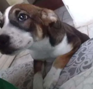 Cachorro raça Vira lata idade 2 a 6 meses nome Pank