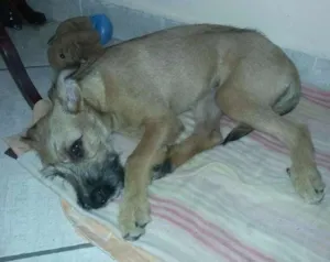 Cachorro raça Vira lata idade 2 a 6 meses nome Nina