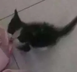 Gato raça  idade 2 a 6 meses nome Lindauro