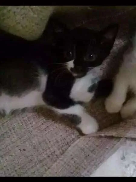 Gato ra a Não definida  idade Abaixo de 2 meses nome Aurora 