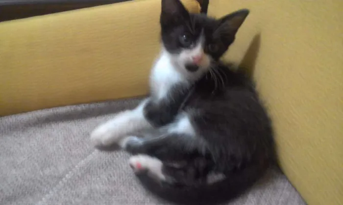 Gato ra a Não definida idade Abaixo de 2 meses nome Barbicha 