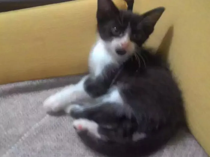 Gato ra a Não definida idade Abaixo de 2 meses nome Barbicha 