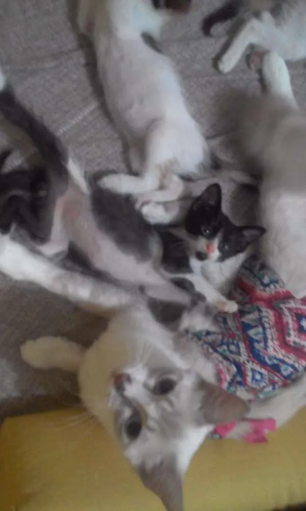Gato ra a Não definida idade Abaixo de 2 meses nome Barbicha 